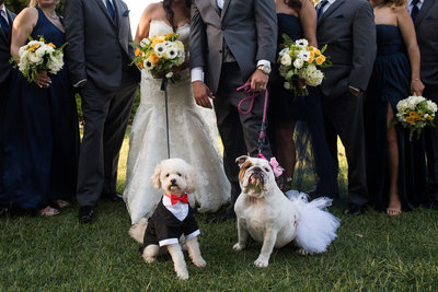 dogs dressed in wedding attire at brides and grooms feet