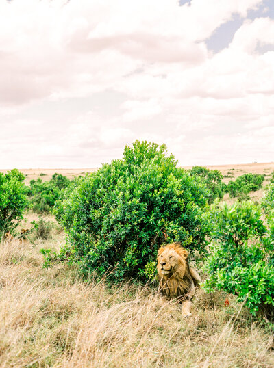 Film photograph of lion laying under a bush with the wind in his hair in the Masai Mara in Kenya Africa.