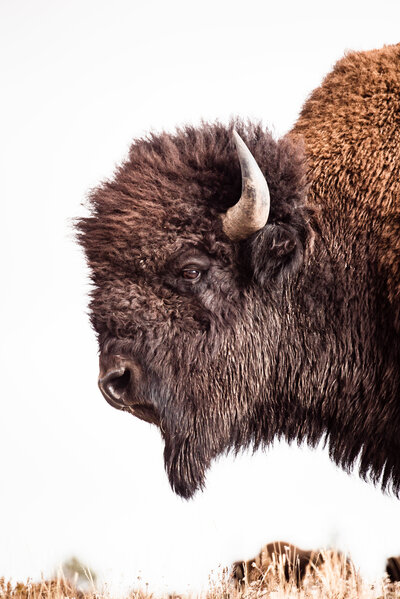 Yellowstone National Park Bison
