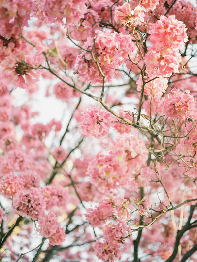 Babsie-Ly-Photography-Almond-Orchards-Cherry-Blossom-Tree-Pink-Film-Wedding-001