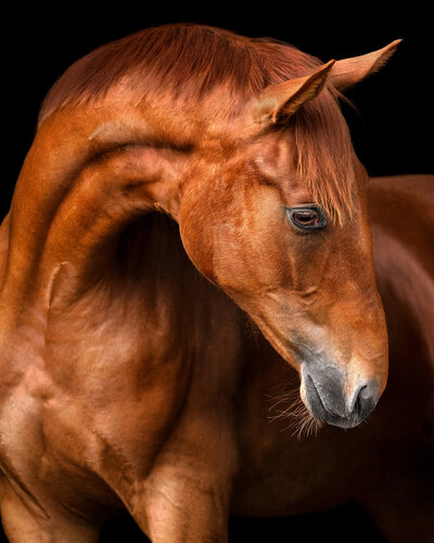 Chestnut Warmblood stallion photographed against a black background.