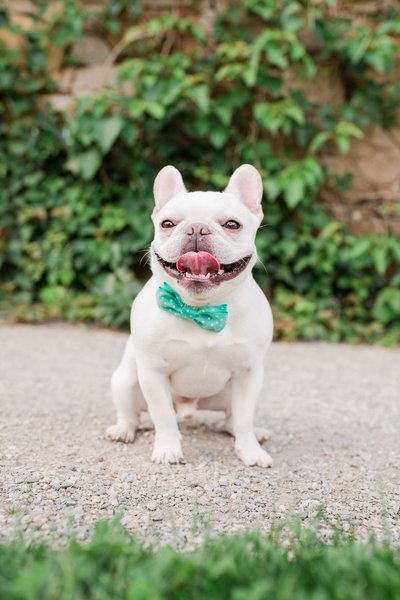 French Bulldog wearing a bow tie in Arnold Arboretum