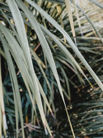 pexels-lucian-petrean-4240242