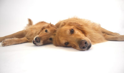 Studio photo of two dogs by Allison Shamrell