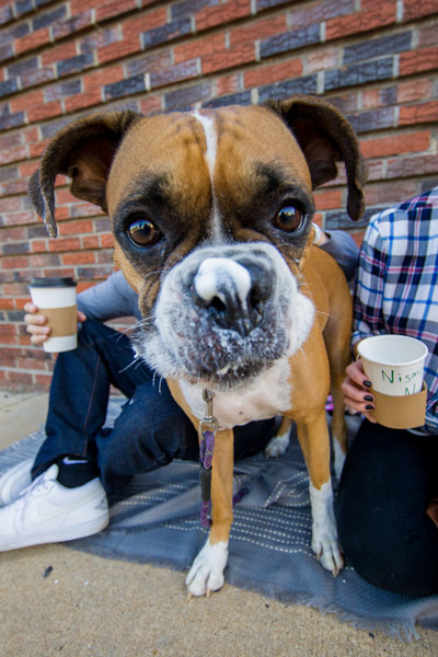 Boxer drinking with Starbucks foam on nose