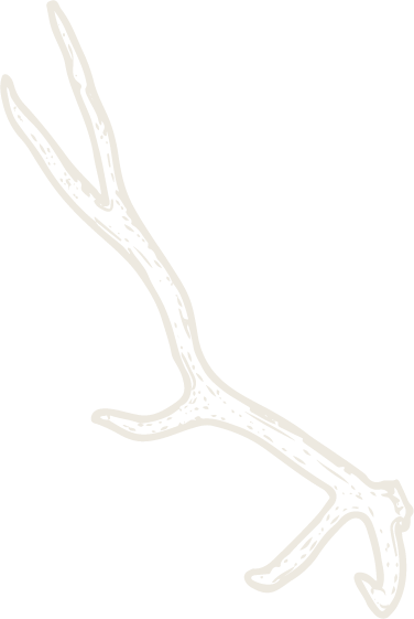 hand illustrated antler