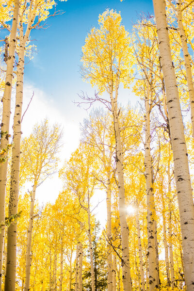 Flagstaff Arizona yellow Aspen trees in fall