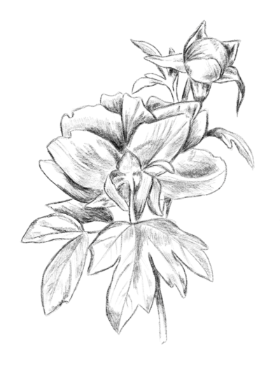 Floral-Drawing-1
