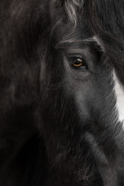 close up detail shot of a black Gypsy Vanner mare's face focusing on eye.