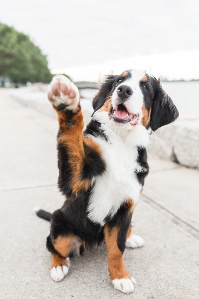 Bernese Mountain Dog puppy raising her paw