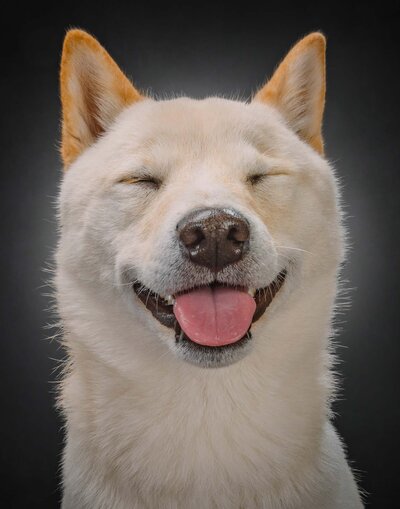 white husky smiling with eyes closed