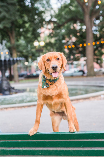 Red Golden Retriever standing on a bench wearing a Foggy Dog scarf