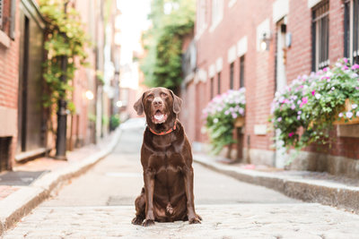 Chocolate Lab in Beacon Hill