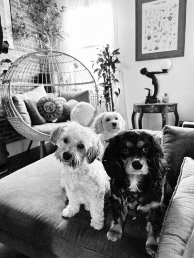 Three small dogs all sitting on a couch together.