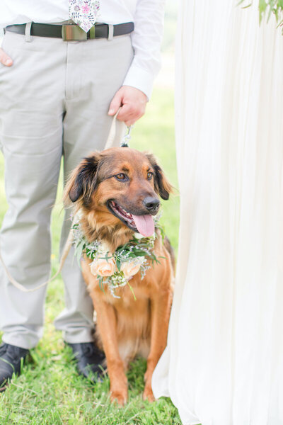 Springfield-Manor-wedding-florist-Sweet-Blossoms-floral-dog-collar-Erin-Brennan-Photography