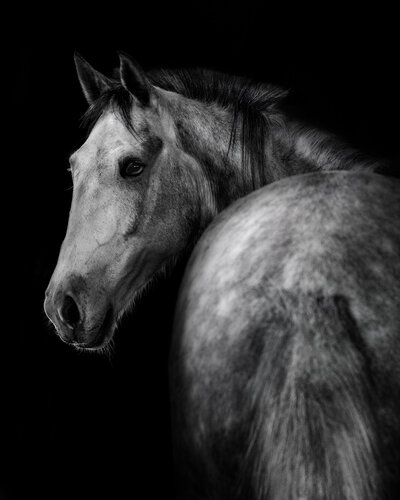 Meet the Owner of Ashlie Steinau Photography in Wallingford, CT, and Discover Her Passion for Horses. Learn About Her Equine-Inspired Photography Journey