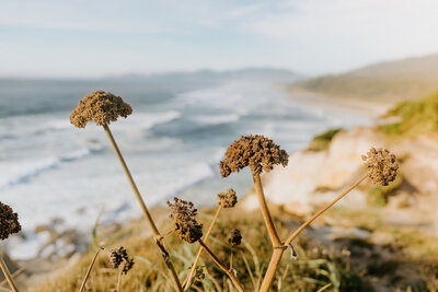 oregon coast
