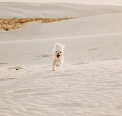 dog walking on top of white sand