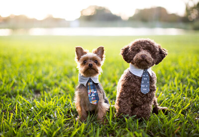 Portrait of two small dogs in Florida