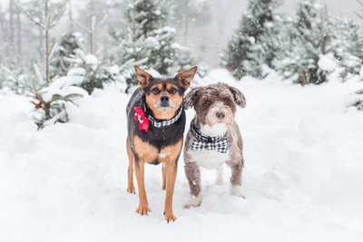 Two dogs in a snowy field
