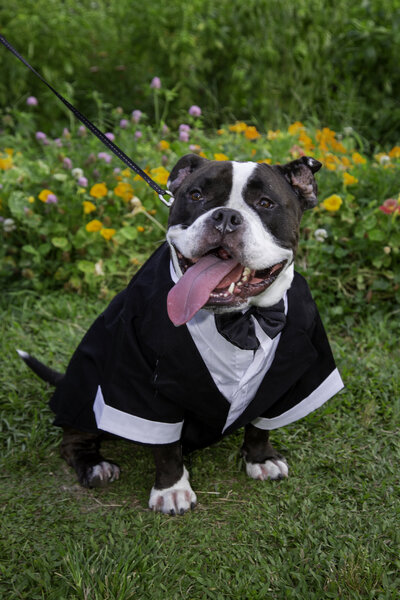 Dog in a tux outside with flowers in the grass