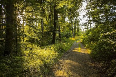 A serene, sunlit forest path, inviting peaceful walks in nature.