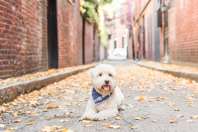 Toy Labradoodle laying in Beacon Hill