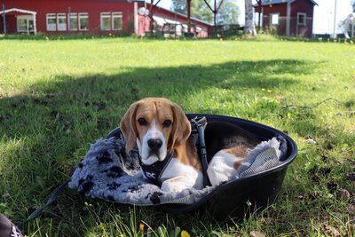 Beagle dog Bed outside