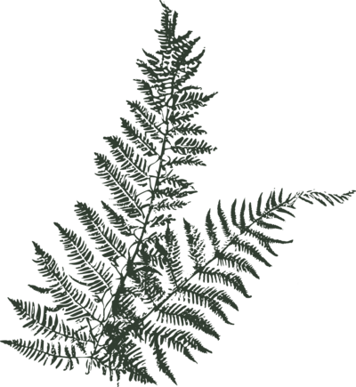 hand illustrated fern