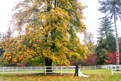Bride and groom under giant tree for fall wedding in Washington