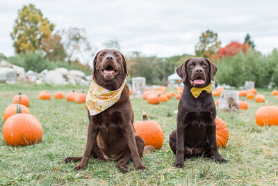 Two Chocolate Labs sitting in a pumpkin patch