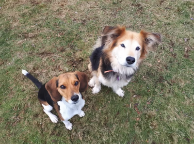Village Dogs