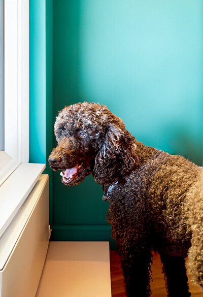 A brown curly-haired dog standing inside a room with turquoise walls, reminiscent of the creativity found in an Amy Posner seminar.