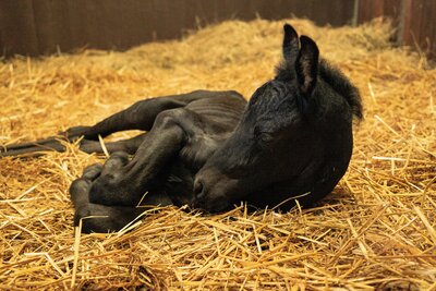 What to Look for When You Have a New Foal