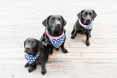 Three Black Labs wearing American flag scarves