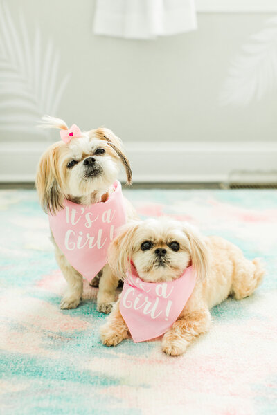 two dogs with Its A Girl bandanas