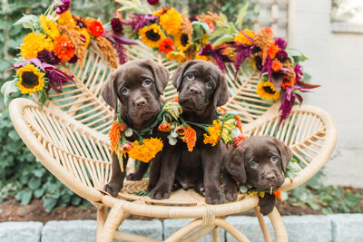 Chocolate Lab puppies sitting on chair with flower crowns