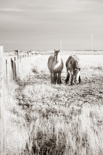 gypsy horses at Wild Prairie ranch