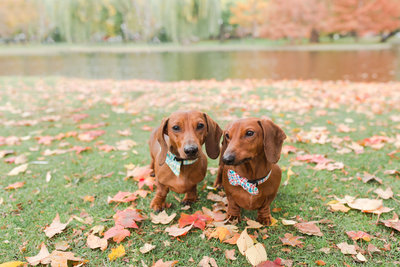 Two Dachshunds wearing bow ties in Boston Public Garden in fall