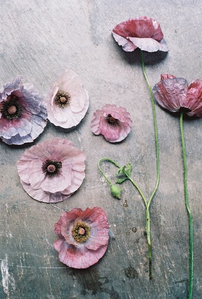 Poppies laying on a slate tile