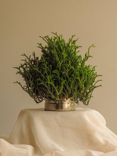 A plant