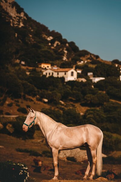 Adobe Lightroom presets voor paarden fotografen | Foto's editen versnellen