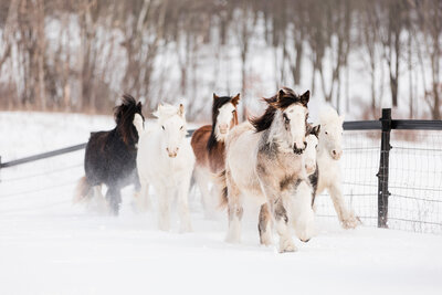 A winter scene of a herd of Gypsy Vanner horses.