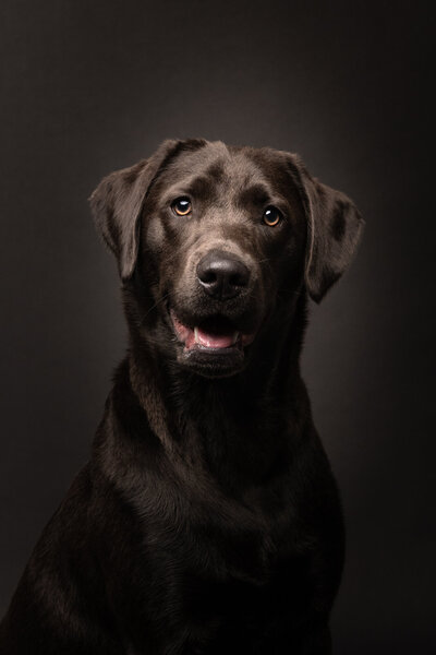 Ein brauner Labrador beim Foto-Shooting undefotos Fotoshooting Hund Aachen Sarah Thelen Lichtsammlerin