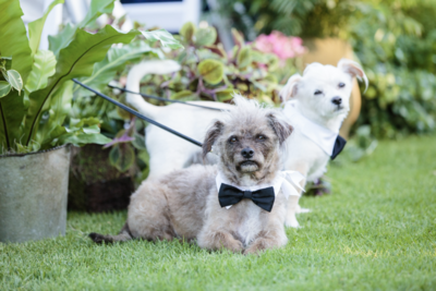 2 dogs dressed up in bow ties on their parents wedding day