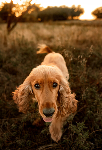 happy dog walking around during an arlington tx photoshoot