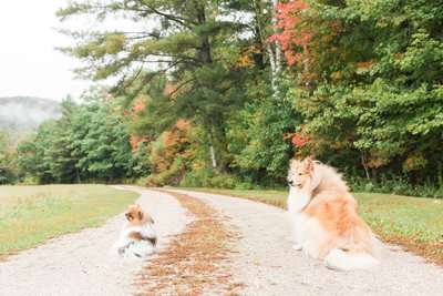 Pomeranian and Rough Collie