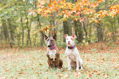 Bull Terrier and Pitbull in Fall