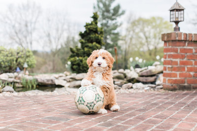 Brown mini bernedoodle sitting with soccerball