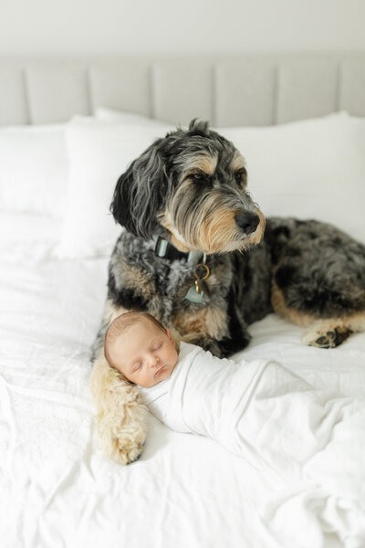 Dog protects his newborn baby sibling